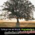 Bilge Ağaç Hikayesi