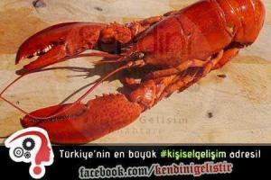 istakozla kisisel gelisim hikayesi